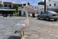 Tinos island marcos the pelican
